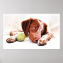 Search for brittany spaniel art Roan