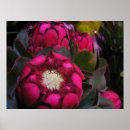 Search for protea posters Nature