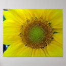 Search for sunflower seed posters Floral