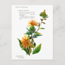 Search for saffron postcards Orange