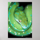 Search for python posters Snake