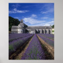 Search for provence posters Lavender