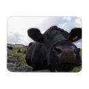 Search for cow magnets Cute