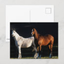 Search for mares postcards Bob langrish