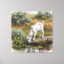 Search for goat canvas prints Nature