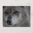 Search for wolf head postcards Animal