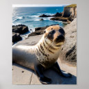 Search for seals posters Nature