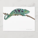 Search for cold blooded postcards Panoramic