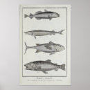 Search for salmon fish posters Ocean