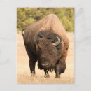 Search for selective focus postcards Vertical