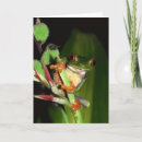 Search for tree frogs photography Cute
