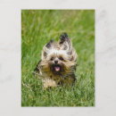Search for yorkshire terrier postcards Happy