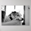 Search for serious posters Dog