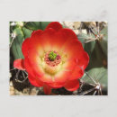 Search for cupped postcards Cactus