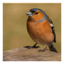 Search for male posters Bird