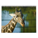 Search for giraffe calendars Zoo