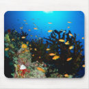 Search for fish viewing electronics Sealife