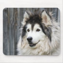 Search for malamute mousepads Alaskan