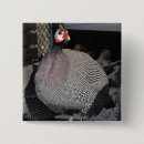Search for guinea fowl Poultry