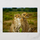Search for cheetah birthday invitations Africa