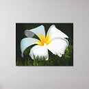 Search for frangipani flower canvas prints Tropical