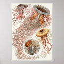Search for jellyfish posters forms in nature art