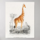 Search for vintage giraffes posters African animals