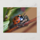 Search for ladybirds postcards Ladybug