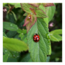 Search for ladybird posters Red