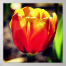 Search for orange tulip posters Floral