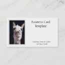 Search for pet photography business cards Pets