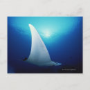 Search for x rays postcards Fin