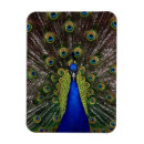 Search for displays magnets Blue