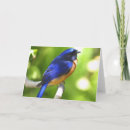 Search for bluebird of happiness cards Thinking of you