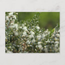 Search for evergreen tree postcards Nature