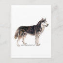 Search for husky dogs postcards Sled dog