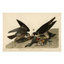Search for peregrine falcon posters Falco peregrinus