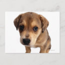Search for mixed breed postcards Close up