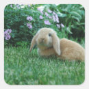 Search for lop eared rabbit stickers Cute