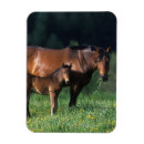 Search for thoroughbred magnets Grass