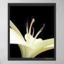 Search for stargazer lily posters White