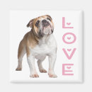 Search for bulldog magnets Cute