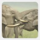 Search for tusk stickers Wildlife