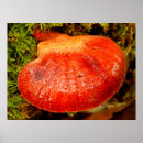 Search for fungus posters Mushroom
