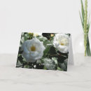 Search for white roses birthday cards Beautiful