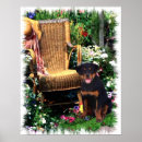 Search for cute rottweiler posters Rottie