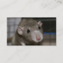 Search for rat business cards Animal