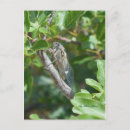 Search for cartes postales Animaux