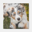 Search for shepherds magnets Puppy
