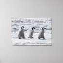 Search for penguin canvas prints Antarctica